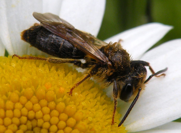 Ipotesi senza pretese: Andrena sp